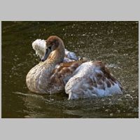 2015 1st Peter Kent- juvenile swan 
